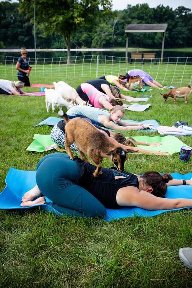 Yoga at the Winery – With Goats